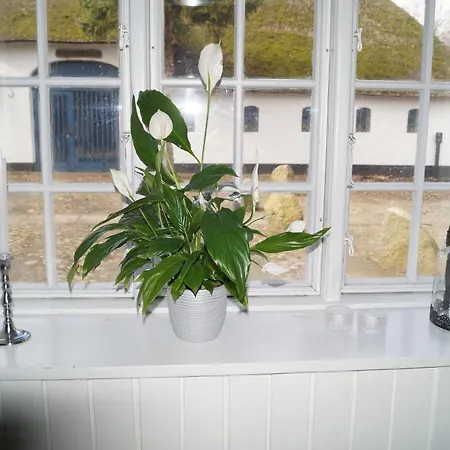 Eleonoras Bed & Breakfast Esbjerg
